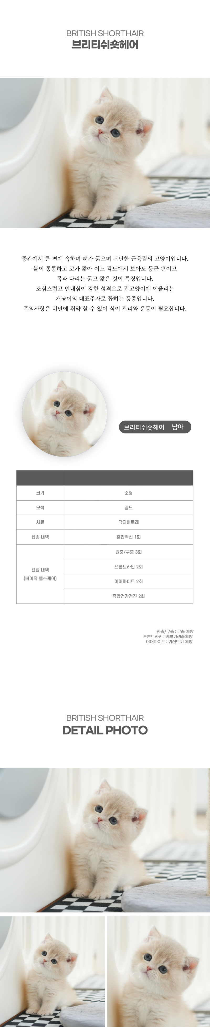 브리티쉬숏헤어_상세이미지_2